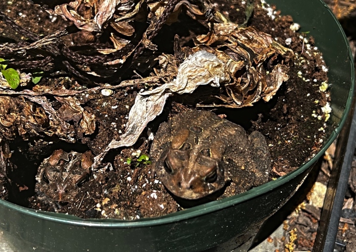 American Toads